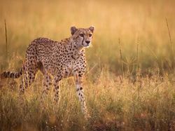 10 Hewan yang Dibangkitkan Ilmuwan dari Kepunahan