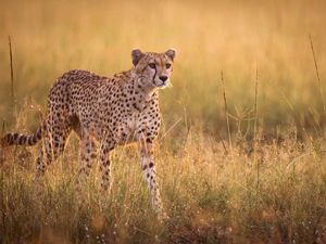 Mengapa Cheetah Berlari Sangat Cepat? Ini Penjelasan Pakar
