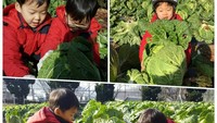 Mengunjungi kebun sayuran, anak kembar yang super menggemaskan ini terlihat sedang panen sawi. Foto: Instagram@songilkook