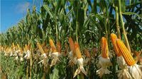 Keren! Patung Jagung Raksasa Ini Terbuat dari Ribuan Jagung Asli