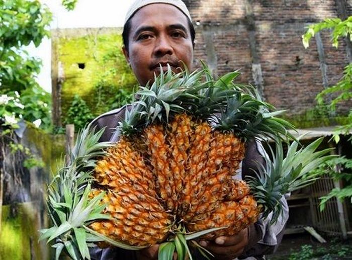 8 Buah  Ini Berbentuk  Aneh  Karena Tumbuh Berdempetan Foto 4