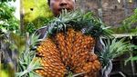 8 Buah Ini Berbentuk Aneh Karena Tumbuh Berdempetan