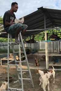 Makanannya Selalu Dicuri Anjing, Pria Ini Makan di Atas Tangga