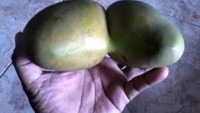 Buah mangga juga pernah ditemukan tumbuh berdempetan. Mangga ini memiliki dua biji di dalamnya. Kelihatan bentuknya jadi aneh ya. Foto: istimewa