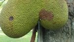 8 Buah Ini Berbentuk Aneh Karena Tumbuh Berdempetan