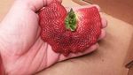 8 Buah Ini Berbentuk Aneh Karena Tumbuh Berdempetan
