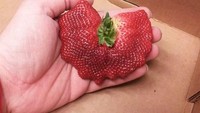 Strawberry yang berdempetan ini bukan hanya membuat ukurannya jadi besar tapi juga membuat bentuknya jadi cantik. Sekilas strawberry ini mengembang dan melebar seperti bentuk kipas.  Foto: istimewa