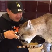 Lucunya Aksi Harimau yang Curi Telur Saat Pawangnya Masak