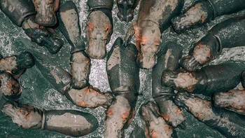 Posisi 1 kategori Nature diraih Martin Sanchez. Dia mengabadikan segerombolan kuda nil dengan Mavic 2 Pro. Foto: SkyPixel