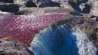 Bernama Cano Cristales. Sungai ini berada di dekat Kota La Macarena, Kolombia. Istimewa/iStock