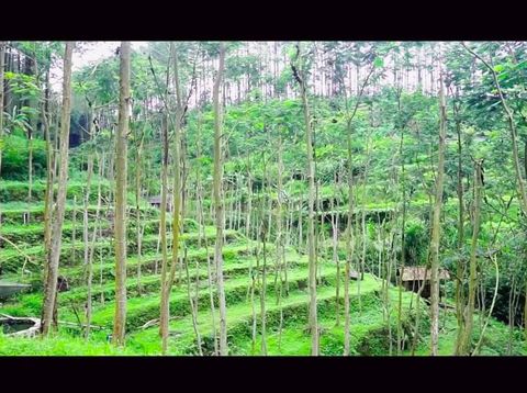 Rumah Hutan Dodit Mulyanto Ada Toilet Alam dan Dijaga Anjing Doberman
