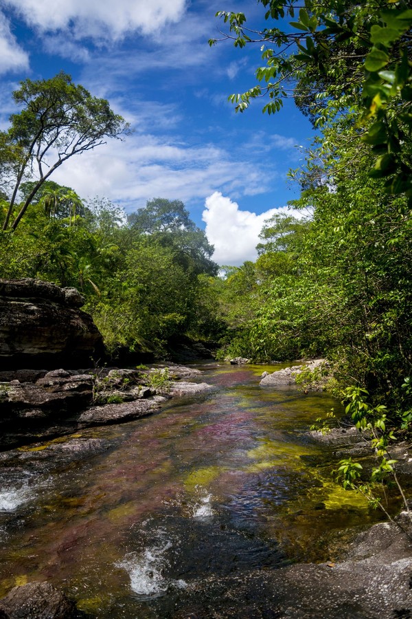 Menurut otoriter lingkungan setempat, tanaman langka atau endemik yang menyebabkan beragam warna itu disebut macarenia xlavigera. Tanaman inilah yang menghiasi dasar Sungai Cano Cristales sepanjang 100 Km. (iStock) Menurut otoriter lingkungan setempat, tanaman langka atau endemik yang menyebabkan beragam warna itu disebut macarenia xlavigera. Tanaman inilah yang menghiasi dasar Sungai Cano Cristales sepanjang 100 Km. (iStock)