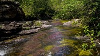 Menurut otoriter lingkungan setempat, tanaman langka atau endemik yang menyebabkan beragam warna itu disebut macarenia xlavigera. Tanaman inilah yang menghiasi dasar Sungai Cano Cristales sepanjang 100 Km. (iStock)