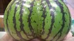 8 Buah Ini Berbentuk Aneh Karena Tumbuh Berdempetan