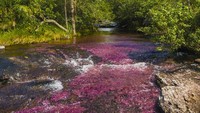 Karena fenomena 5 warna ini, sungai ini juga dijuluki Sungai Pelangi. Selain itu, juga ada julukan Sungai yang Mengalir dari Surga, Sungai Lima Warna dan Pelangi yang Mencair. (iStock)