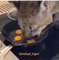 Lucunya Aksi Harimau yang Curi Telur Saat Pawangnya Masak