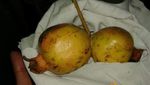 8 Buah Ini Berbentuk Aneh Karena Tumbuh Berdempetan