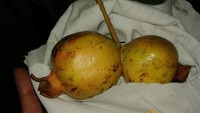 Ada yang tahu ini buah apa? Ya, ini adalah buah delima yang bagian ujung pangkalnya tumbuh berdempetan. Foto: istimewa