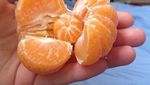 8 Buah Ini Berbentuk Aneh Karena Tumbuh Berdempetan