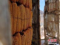 Keren! Patung Jagung Raksasa Ini Terbuat dari Ribuan Jagung Asli