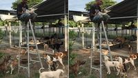 Makanannya Selalu Dicuri Anjing, Pria Ini Makan di Atas Tangga