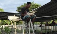 Makanannya Selalu Dicuri Anjing, Pria Ini Makan di Atas Tangga