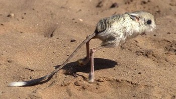 Jerboa merupakan binatang pengerat yang biasa ditemukan di Gurun Gobi di Asia. Karakteristik hewan ini adalah kaki belakangnya yang bisa empat kali lebih panjang dibanding kaki depannya. Foto: wildofanimals.blogspot.com via Boredpanda