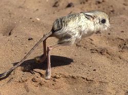 Aneka Hewan Paling Aneh di Dunia