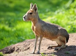 Aneka Hewan Paling Aneh di Dunia