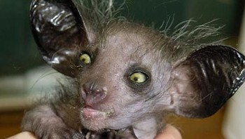 Aye-aye merupakan binatang pengerat yang biasanya ditemukan di Madagaskar. Spesies ini masuk dalam kategori hampir terancam punah dan diperkirakan dapat punah dalam 1.000 tahun. Foto: animalsadda.com via Boredpanda