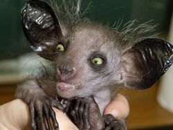 Aneka Hewan Paling Aneh di Dunia