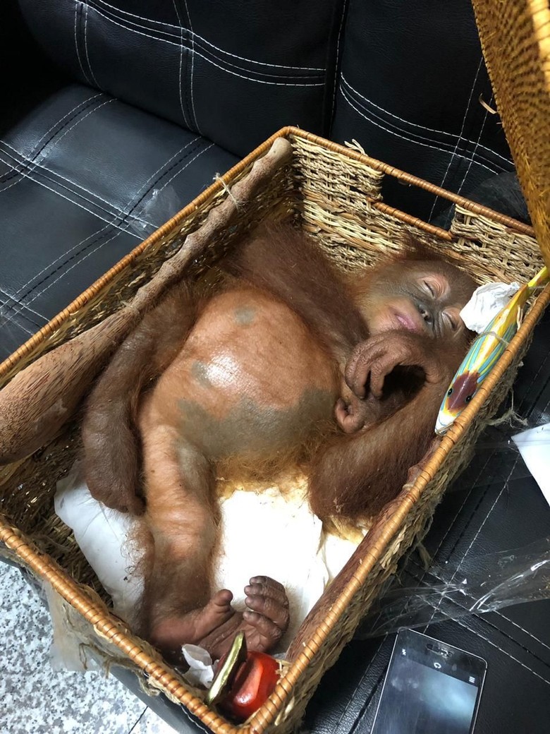 Miris, Orang Utan Dibius dan Disembunyikan di Koper Miris, Orang Utan Dibius dan Disembunyikan di Koper
