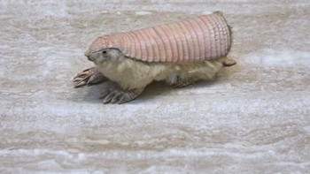Pink fairy armadillo (Chlamyphorus truncatus) merupakan spesies terkecil armadillo dengan bobot hanya 120 gram. Hewan ini biasanya hanya ditemukan di gurun di Argentina. Foto: Wikipedia via Boredpanda
