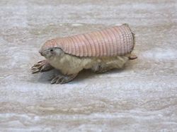 Aneka Hewan Paling Aneh di Dunia