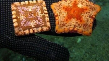 Ada sekitar 1.500 spesies bintang laut. Ada beberapa yang bentuknya kotak karena bawaan lahir. Foto: boredpanda