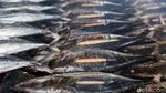 Melihat Pembuatan Ikan Asap di Halmahera Selatan