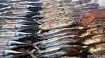 Melihat Pembuatan Ikan Asap di Halmahera Selatan
