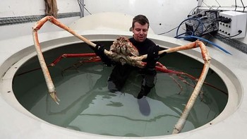 Kepiting laba-laba biasa ditemukan di perairan sekitar Jepang. Kepiting ini merupakan arthropod dengan bentangan kaki terpanjang, mencapai 5,5 meter dari capit ke capit. Foto: The Telegraph via Boredpanda