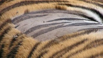 Bulu harimau punya pola yang berbeda-beda. Tapi ternyata jika dicukur, bagian kulitnya pun belang. Foto: boredpanda