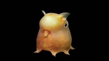 Dumbo octopus dinamakan demikian karena siripnya yang mirip dengan telinga gajah. Gurita ini hidup di laut dalam. Foto: wahington.edu via Boredpanda