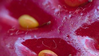 Ini merupakan jepretan makro kulit stroberi. Foto: boredpanda