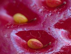 Foto Hewan dan Benda Unik yang Bikin Wawasan Bertambah