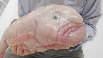 Blobfish adalah salah satu ikan penghuni laut dalam, di kedalaman sekitar 600 hingga 1.200 meter. Bentuk anehnya merupakan hasil dari dekompresi saat dibawa ke permukaan yang memiliki tekanan lebih rendah daripada habitatnya. Foto: monsterfishworld.com via Boredpanda