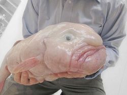 Aneka Hewan Paling Aneh di Dunia