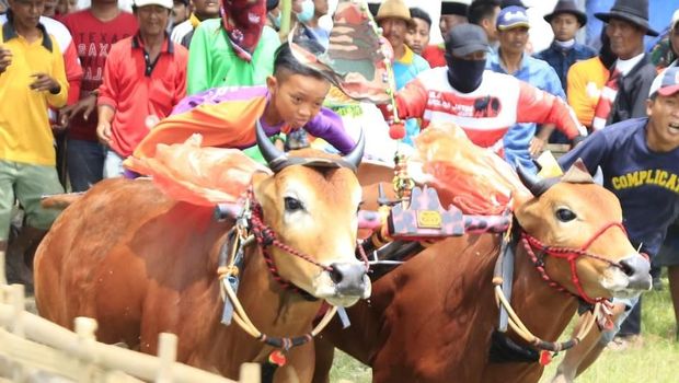 Cara Kapolda Jatim Sosialisasi Pemilu Damai Lewat karapan Sapi 