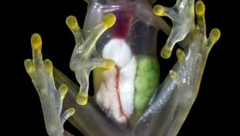 Katak kaca ini ditemukan di hutan hujan Kosta Rika, Panama, Kolombia dan Ekuador. Kulitnya transparan sehingga organ dalamnya terlihat semua. Foto: boredpanda