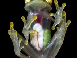 Foto Hewan dan Benda Unik yang Bikin Wawasan Bertambah