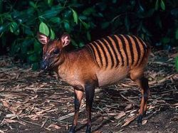 Aneka Hewan Paling Aneh di Dunia