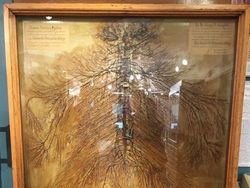 Foto Hewan dan Benda Unik yang Bikin Wawasan Bertambah