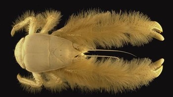 Kiwa hirsuta atau yang biasa disebut kepiting yeti memiliki karakteristik bulu pirang yang ada di lengannya. Spesies ini pertama kali ditemukan pada tahun 2005 di Pasifik Selatan. Foto: oceanleadership.org via Boredpanda